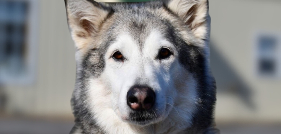 Meet Lilly Auchenbach: The Furry Heart of AKA The Fence Company